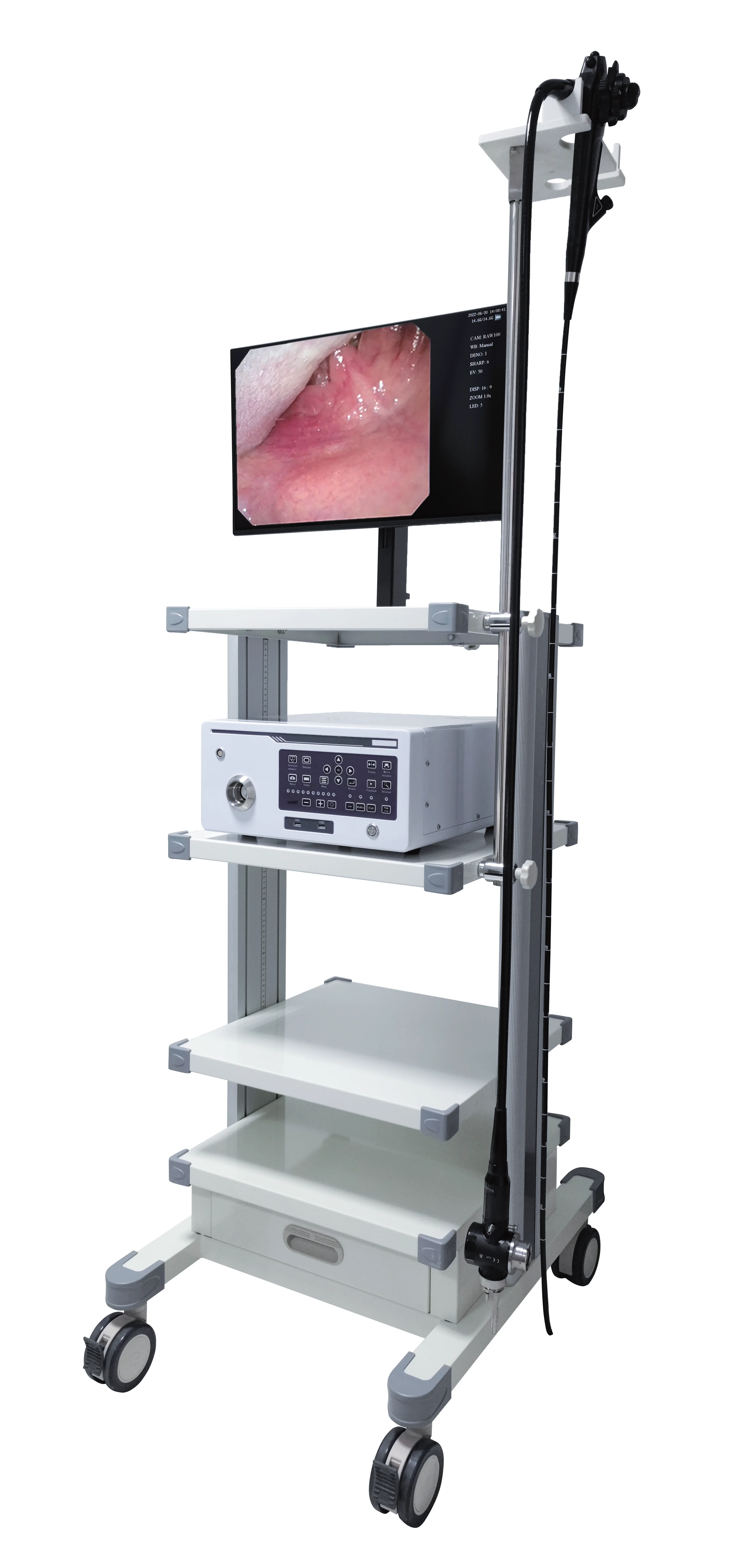 Endoscopia veterinaria